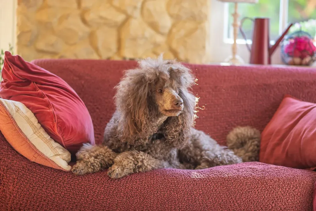 10. Poodle (Standard) (Image Credits: Unsplash)