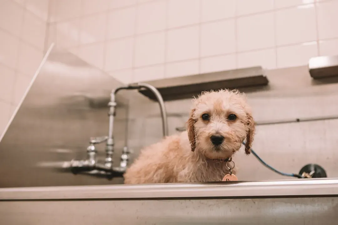 Bathroom Needs: The Hard Physical Limit We Can’t Ignore (Image Credits: Unsplash)