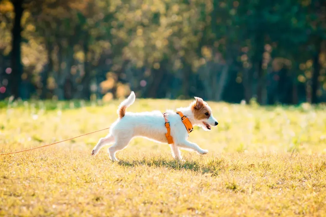 Jack Russell Terrier: The Relentless Hunter (Image Credits: Unsplash)