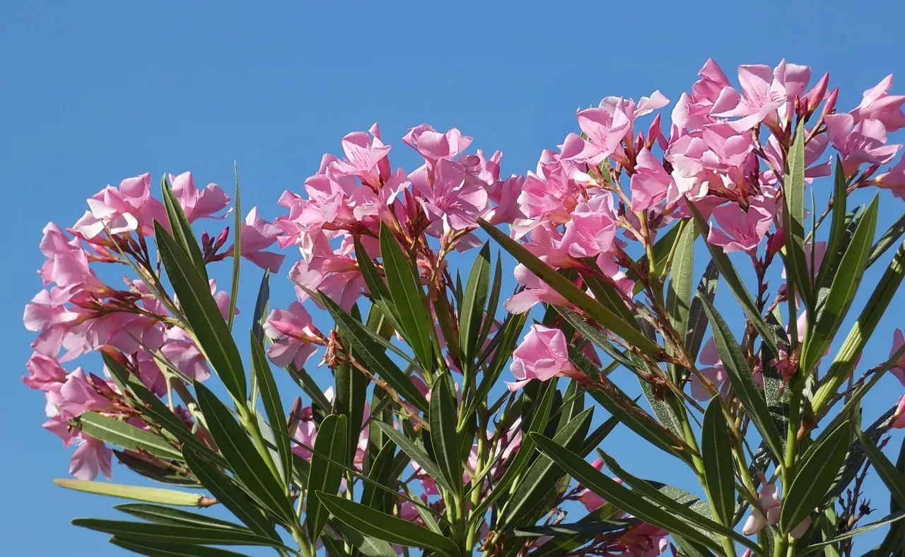 3. Oleander: Beautiful, But Brutally Toxic (Image Credits: Pixabay)