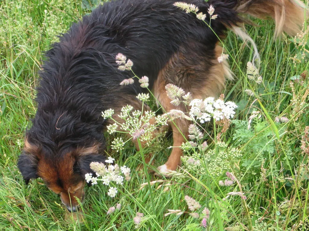 3. New Smells And Old Scents On Walks (Rhian de Kerhiec, Flickr, CC BY 2.0)