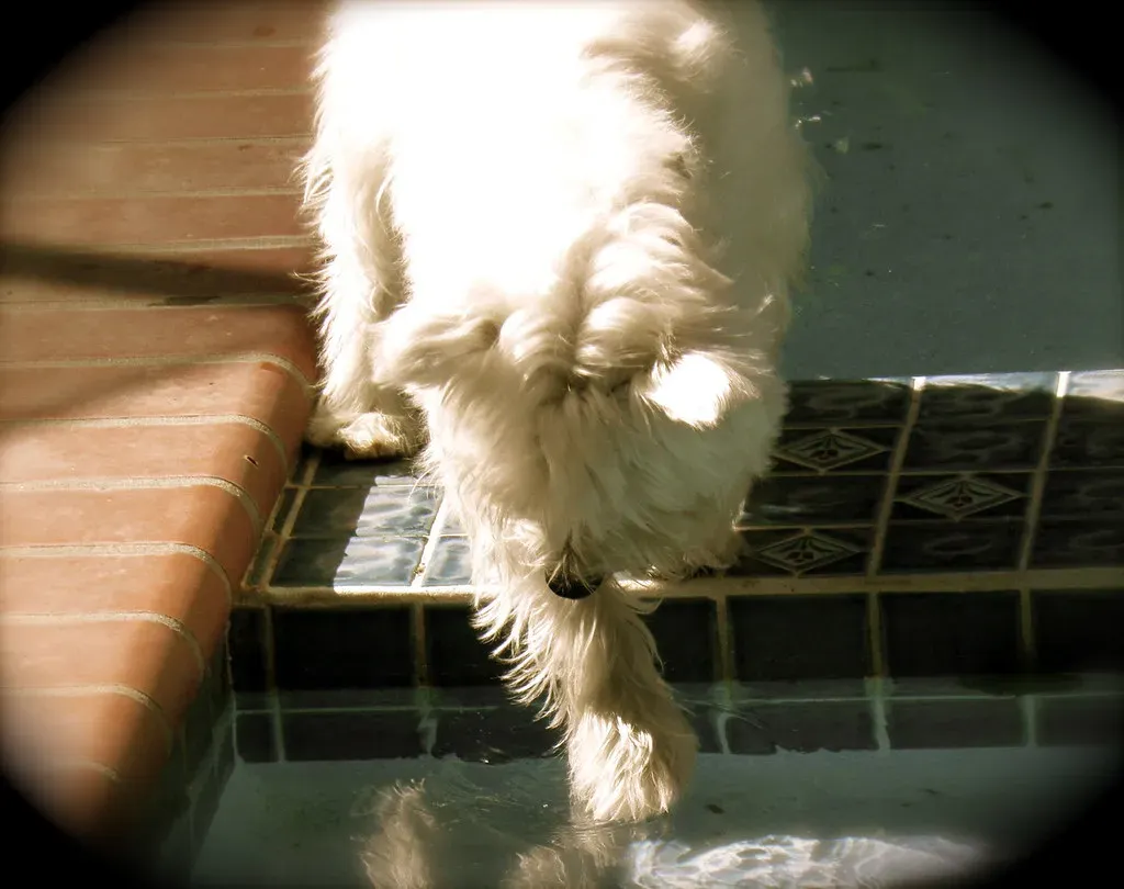 Temperature Testing with Paws (Image Credits: Flickr)