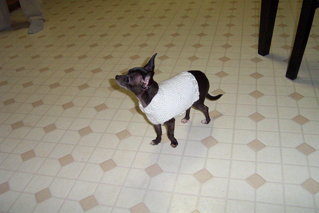 Chihuahua: Tiny and Trembling in the Cold (Image Credits: Flickr)
