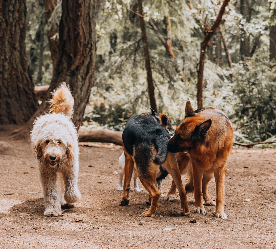 Abundant Off-Leash Dog Parks Specifically Designed for Large Breeds (Image Credits: Unsplash)