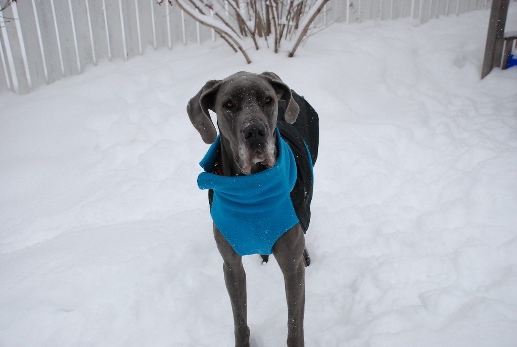 Great Dane: Giant Size, Thin Protection (Image Credits: Flickr)