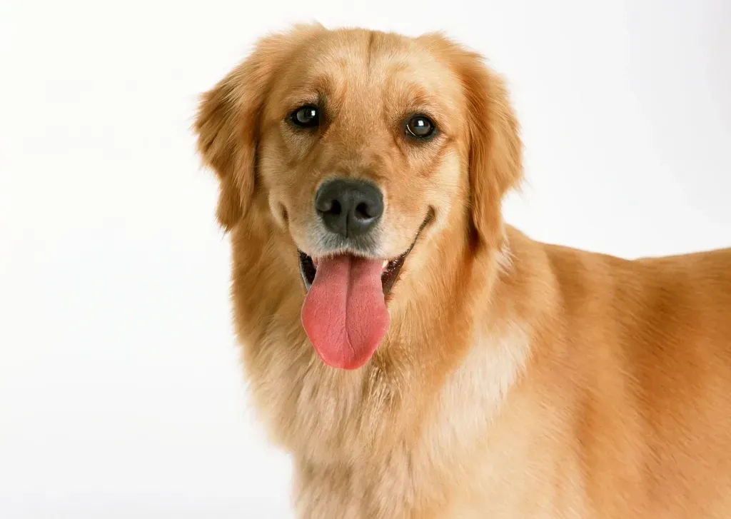 2. Golden Retriever: Bred for Cooperation and Closeness (Image Credits: Rawpixel)
