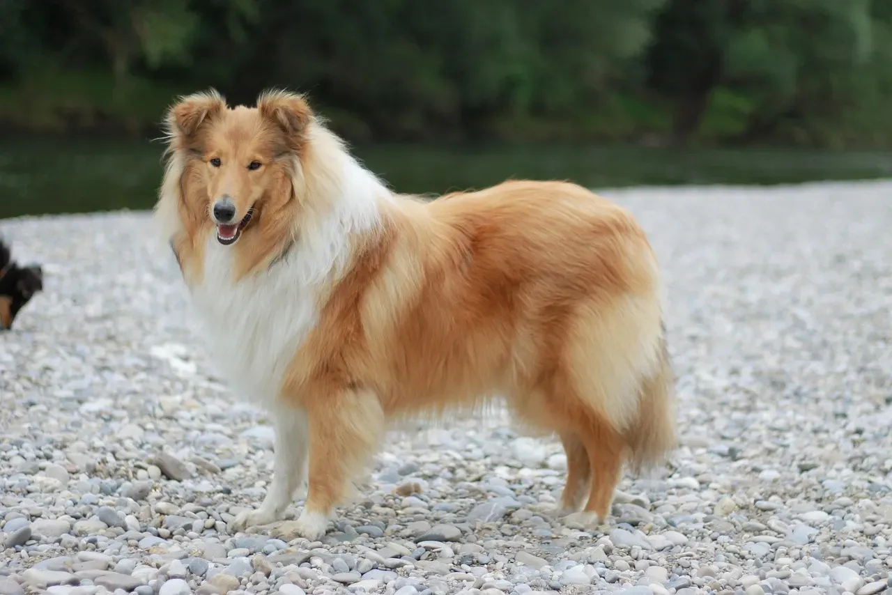 Collie: The Lassie Legacy Lives On (Image Credits: Pixabay)