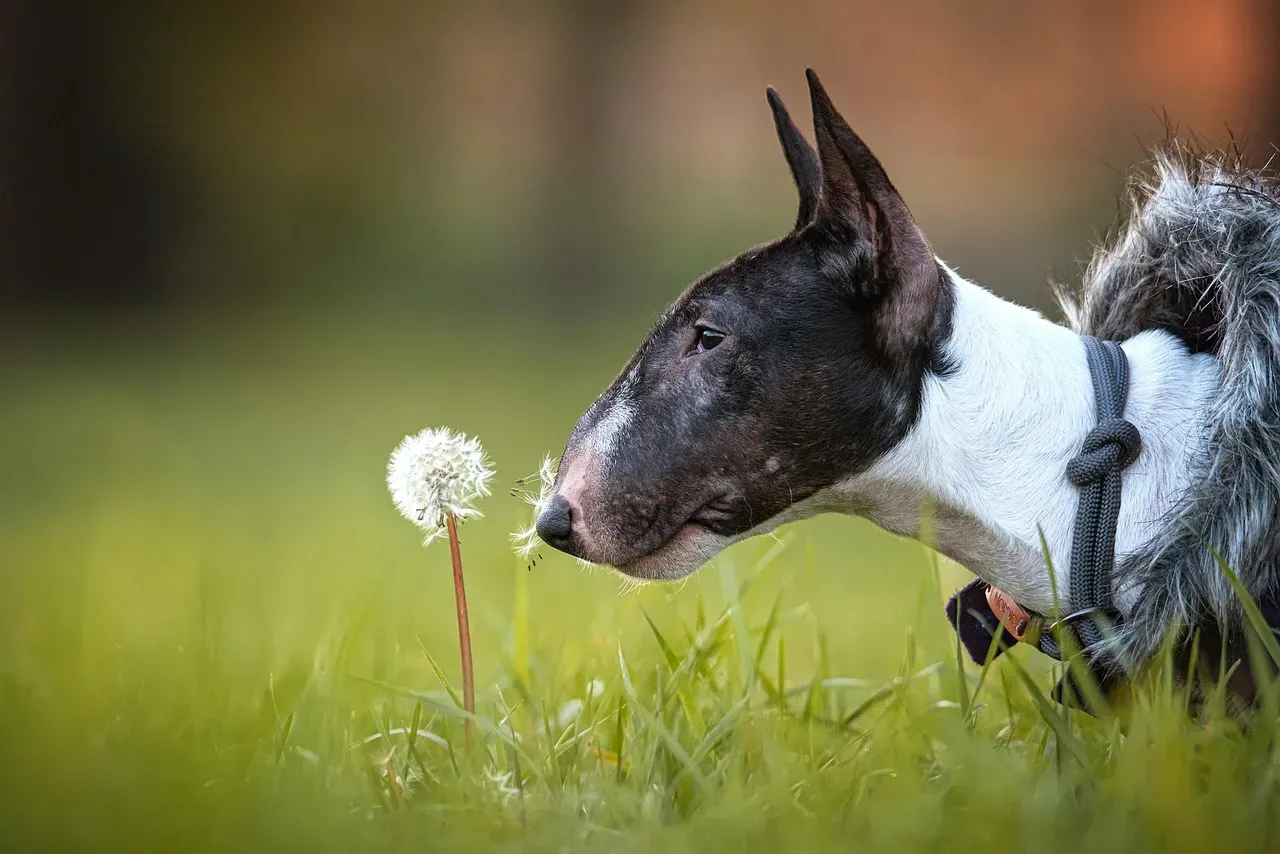 4. Bull Terrier (Image Credits: Pixabay)