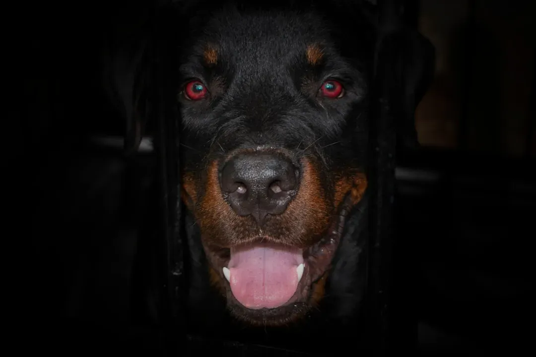 #9 - A Persistently Bloodshot Eye Is Rarely Just "Tired Old Eyes" (Image Credits: Unsplash)