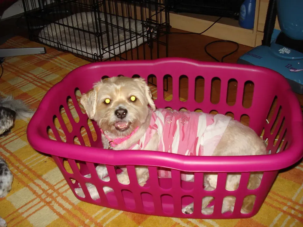 How to Make the Crate a Place Your Dog Actually Loves (bdollproject, Flickr, CC BY 2.0)