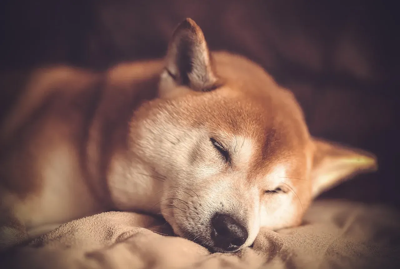 7. Shiba Inu: The Fox That Does What It Wants (Image Credits: Pixabay)