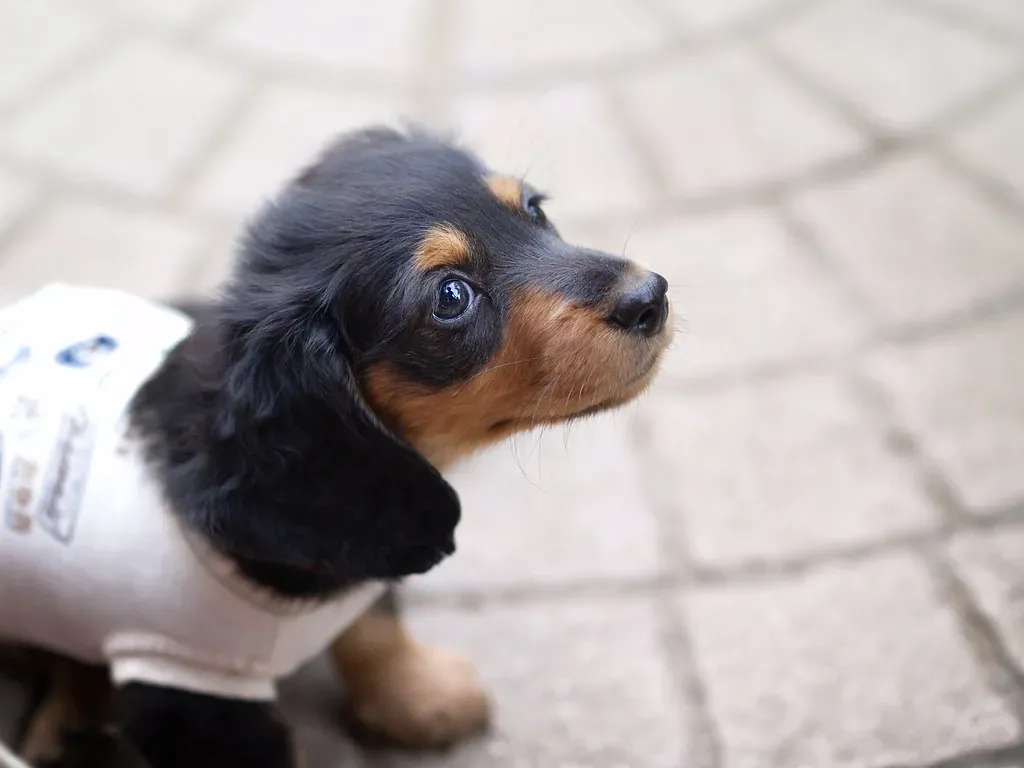 Miniature Dachshund (strollers, Flickr, CC BY-SA 2.0)