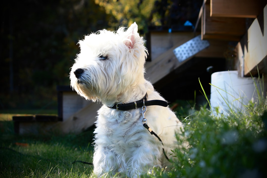 West Highland White Terrier: The Barking Machine (Image Credits: Unsplash)