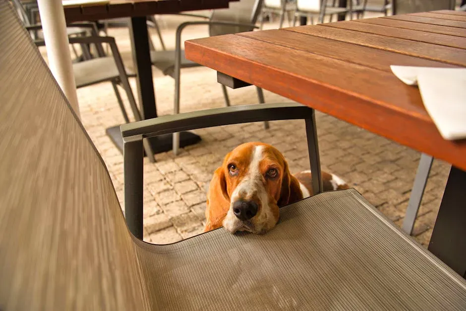 Table Scraps, Baby Talk, and the Subtle Mistakes That Sneak Up on You (Image Credits: Pexels)