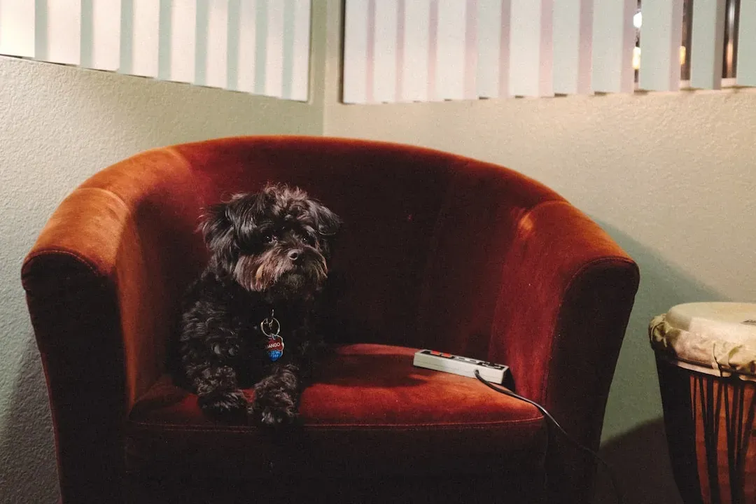 #4 - The One-Chair Guard Duty (Image Credits: Unsplash)