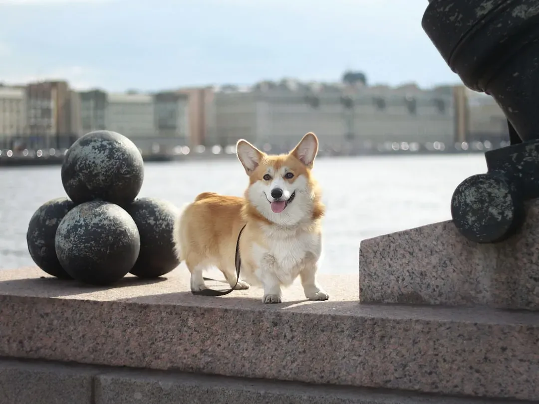 Pembroke Welsh Corgi: The Short-Legged Guardian (Image Credits: Unsplash)