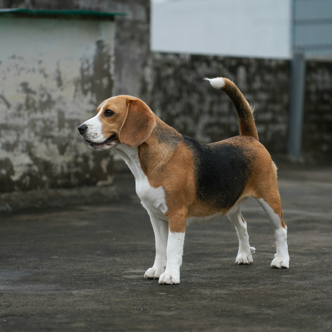 Beagle: The Devoted Explorer (Image Credits: Unsplash)