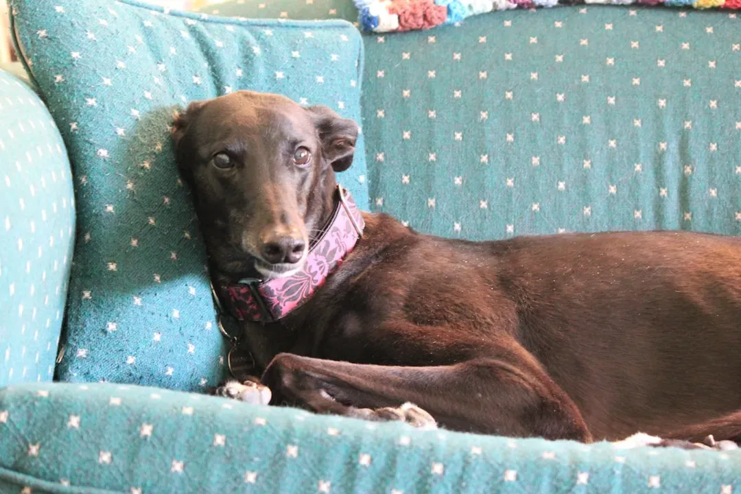 10. Greyhound: The Quiet Surprise of the Therapy World (Image Credits: Unsplash)