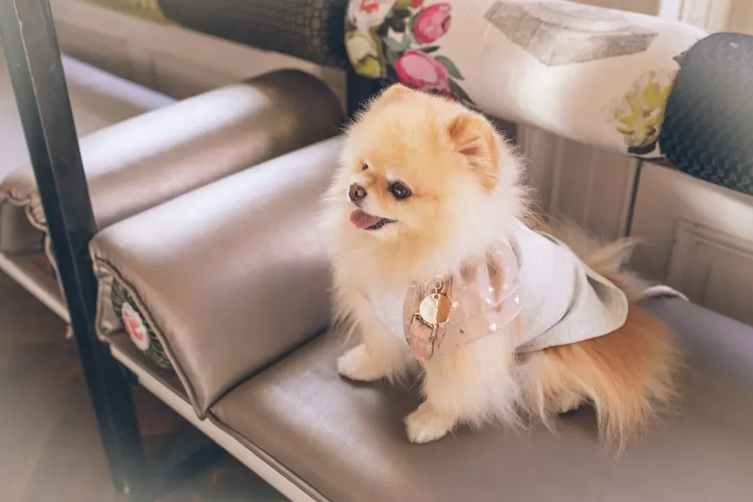 Are These Tiny Dogs Really Worth the Big Money? (Opinionated Conclusion) (Image Credits: Unsplash)