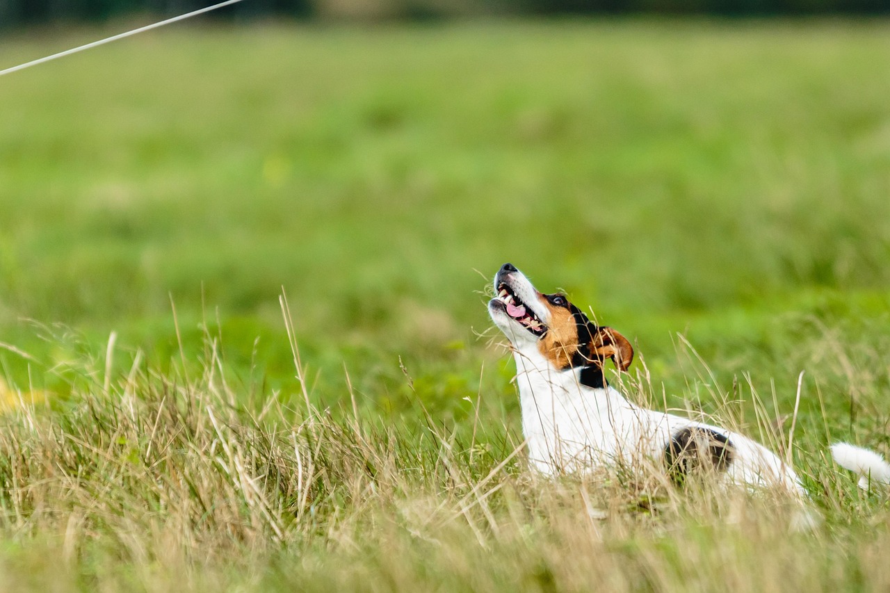 Energetic Jack Russell Terriers Match Your Dynamic Spirit (Image Credits: Pixabay)