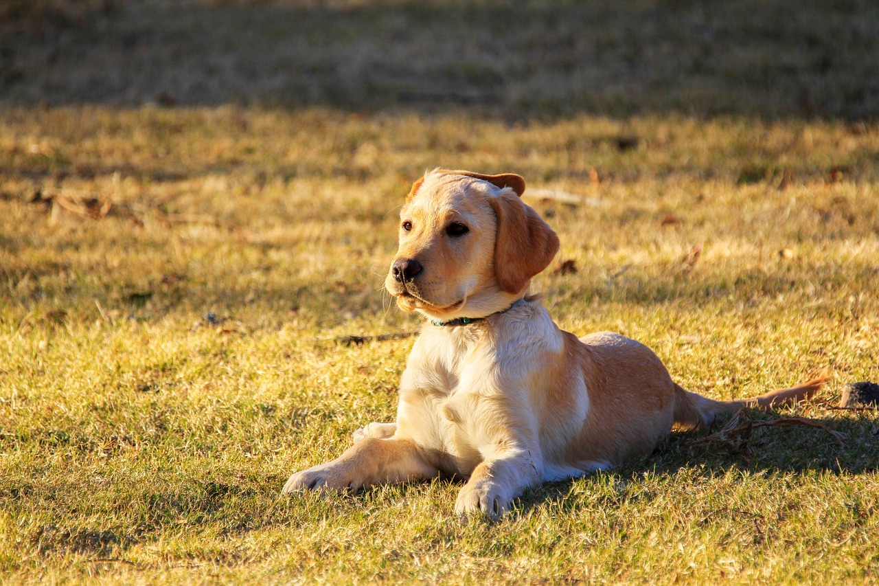 Scottsdale, Arizona: Desert Paradise for Dogs (Image Credits: Pixabay)