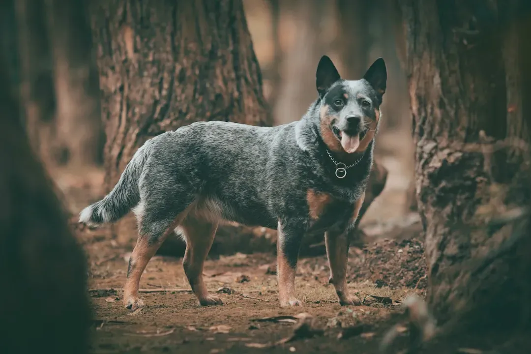 9. Australian Cattle Dog: Built for the Desert (Image Credits: Unsplash)