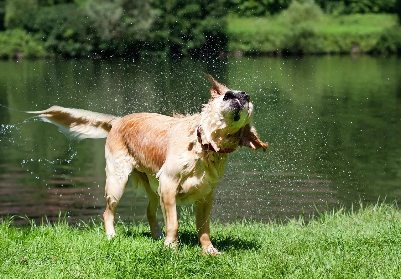 Conclusion: The Shake Is Small, But What It Says About Your Dog Is Big (Image Credits: Pixabay)