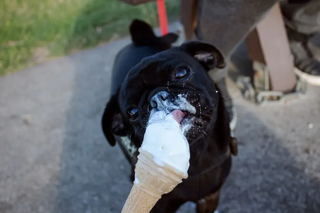 #16 - Getting Overloaded With Ice Cream and "Pupsicle" Treats (Image Credits: Unsplash)