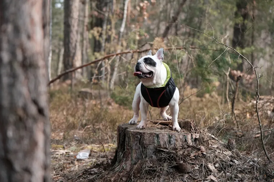 Important Safety Tips and Considerations (Image Credits: Unsplash)