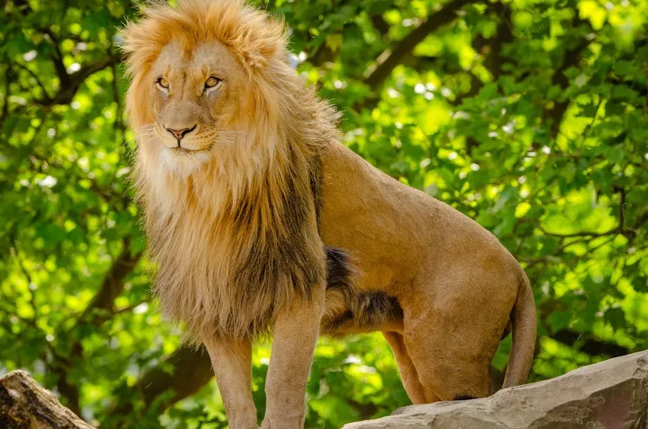 #5. Leo (July 23 – August 22): The Lion (Image Credits: Pexels)