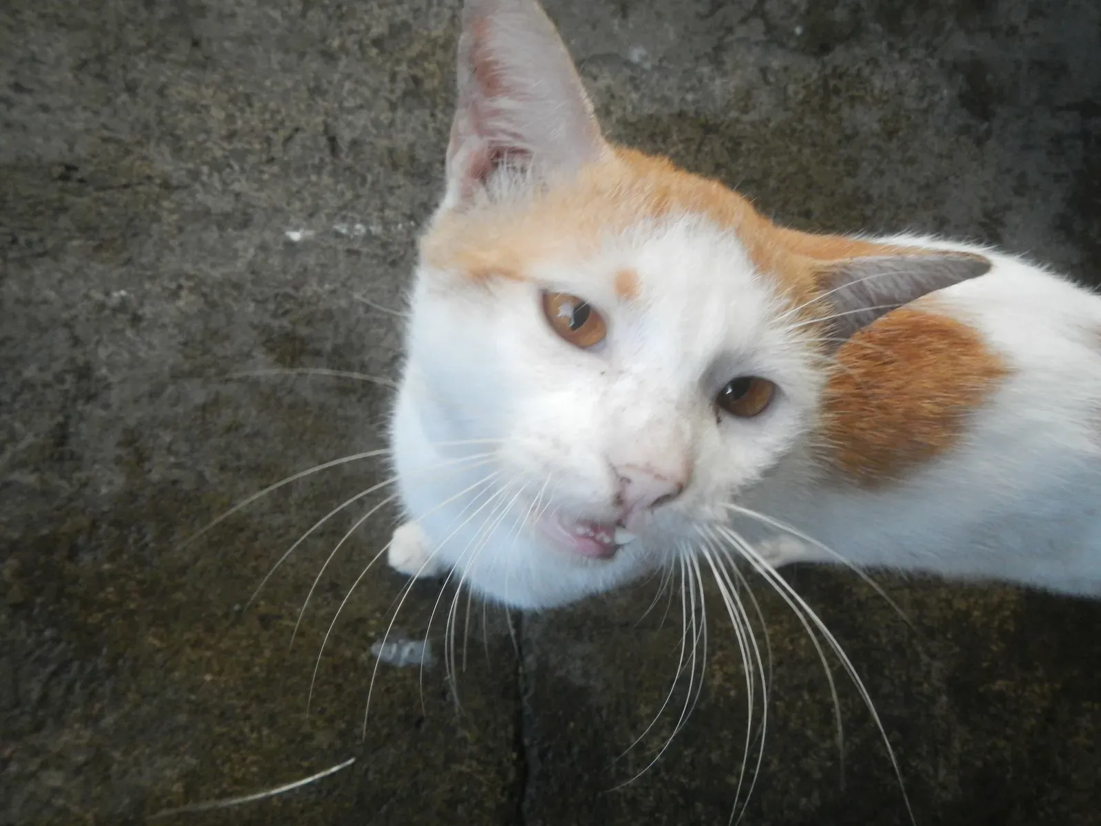 Following You From Room to Room (Image Credits: Wikimedia)