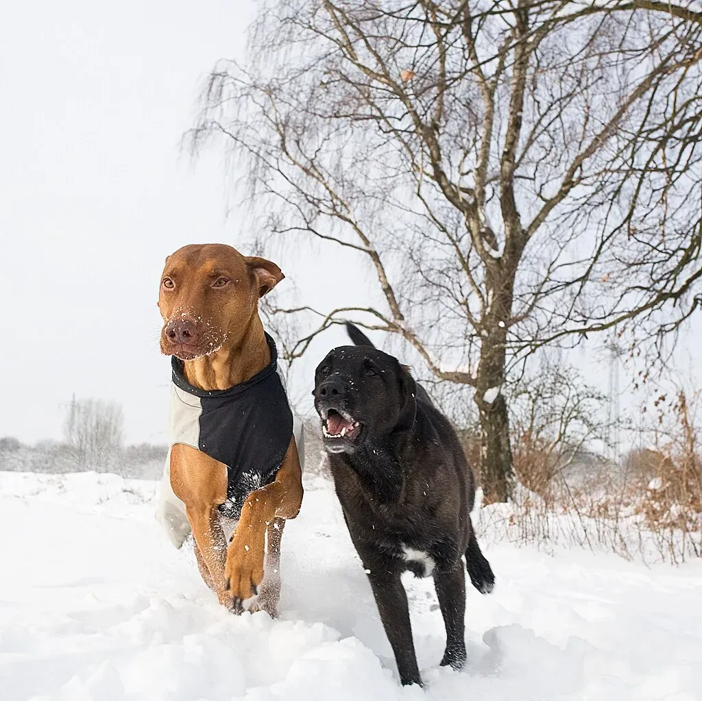Belgian Malinois: The Rocket Fuel Dogs That Never Run Out (Image Credits: Flickr)