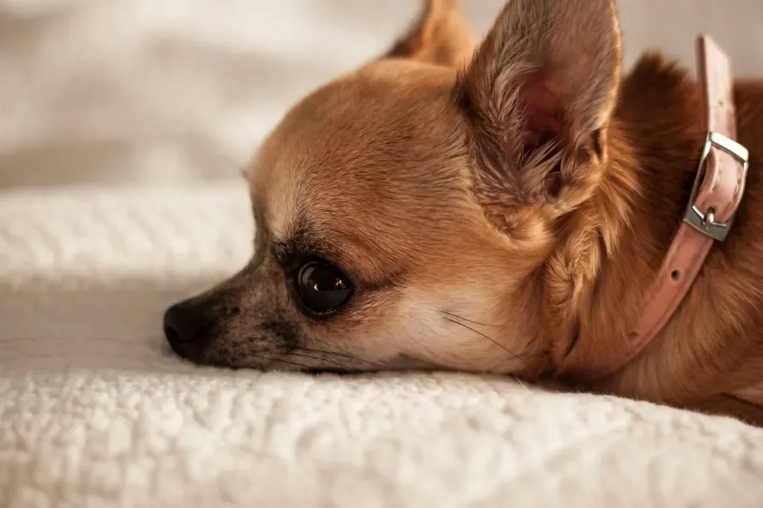 Chihuahua (Image Credits: Unsplash)