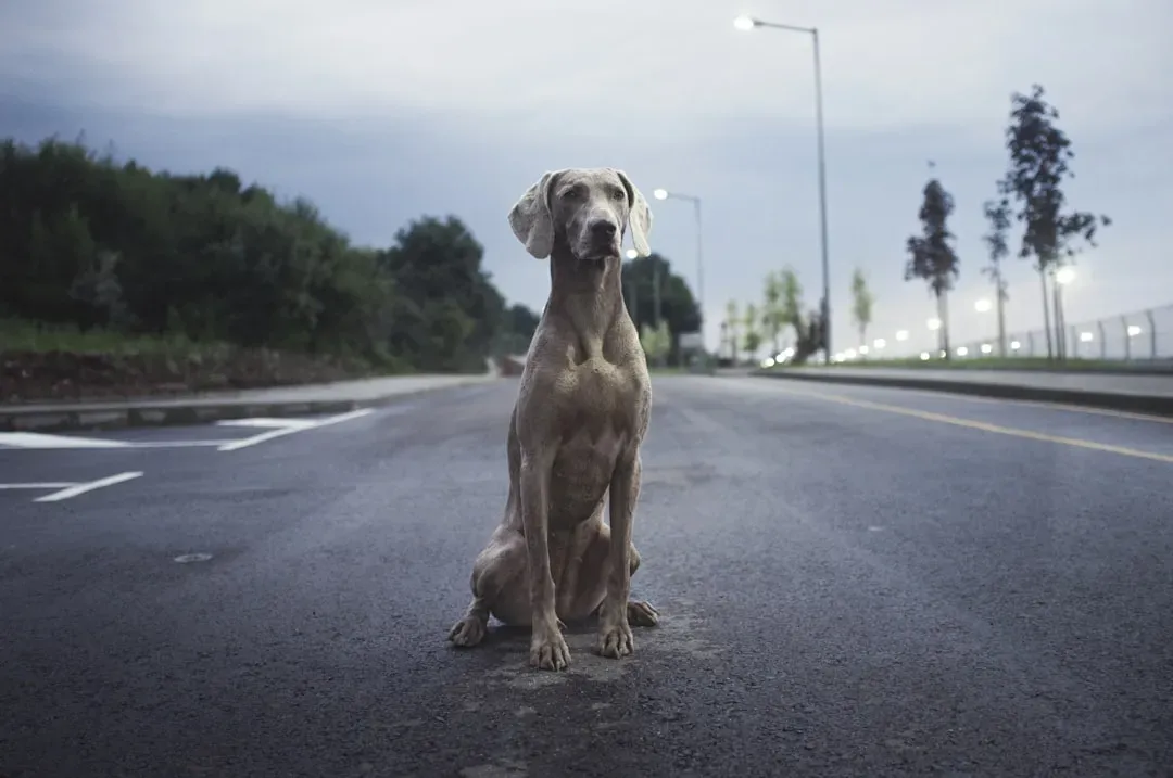 #1 Japan: The Lucky Dog That Predicts Earthquakes (Image Credits: Unsplash)