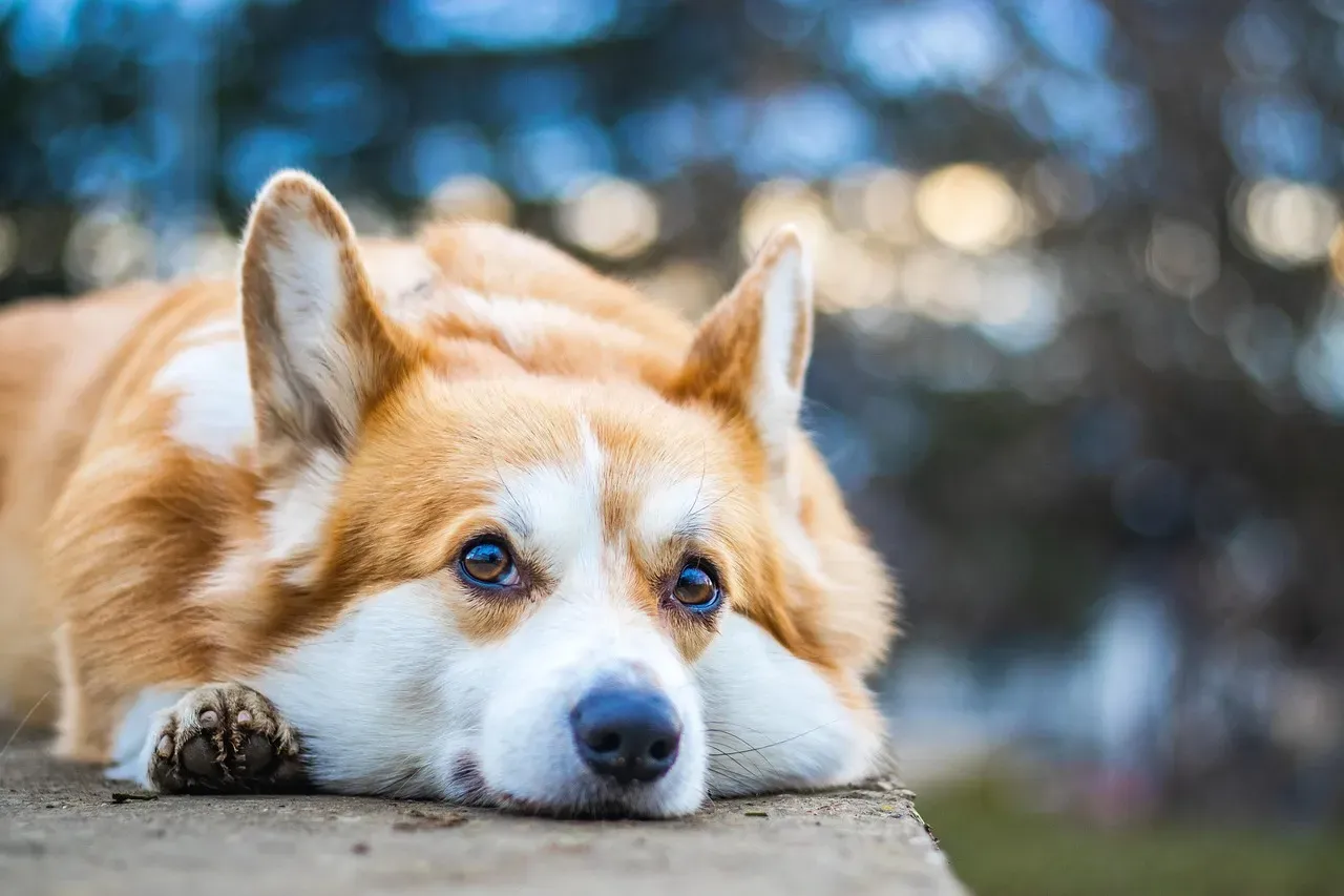 #3 - They Shed Like It's Their Full-Time Job (Image Credits: Pixabay)