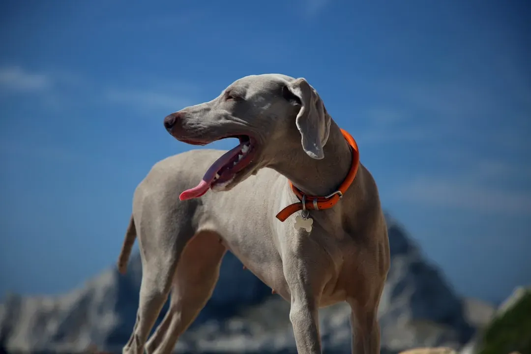 14. Italian Greyhound: Elegant, Fragile, and Completely Obsessed with You (Image Credits: Unsplash)