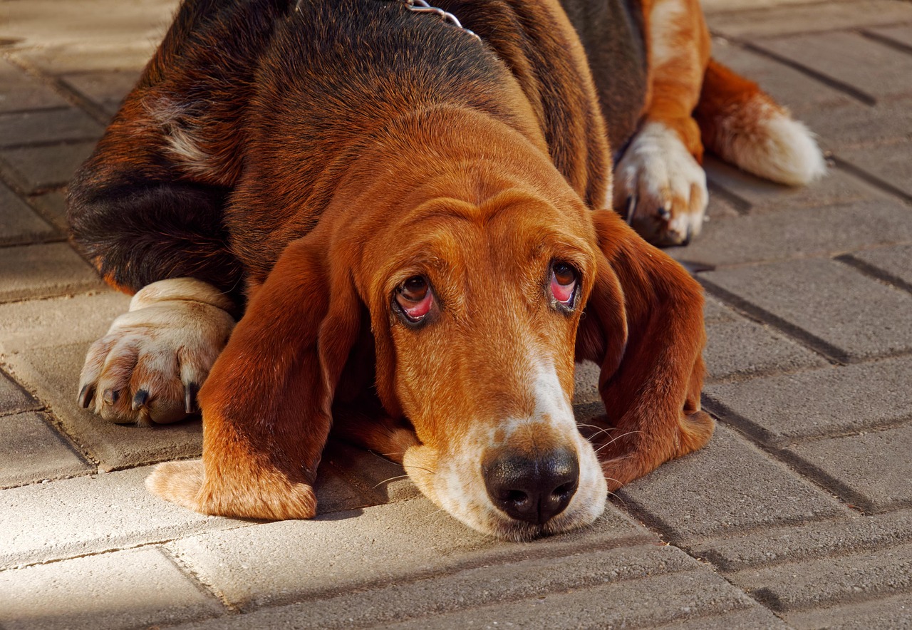 Bloodhounds: The Chatty Champions (Image Credits: Pixabay)