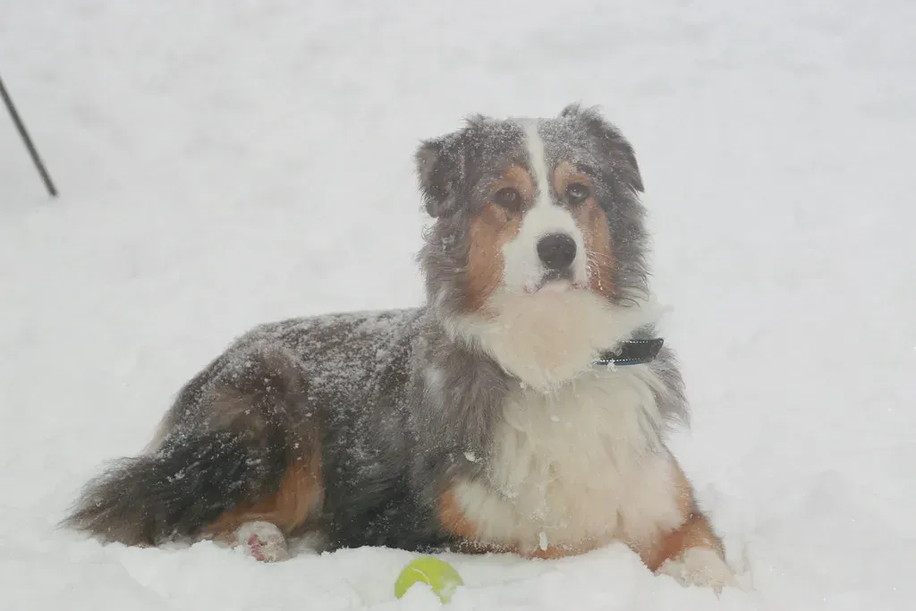 Sagittarius: The Adventure Buddy – Australian Shepherd (carterse, Flickr, CC BY-SA 2.0)