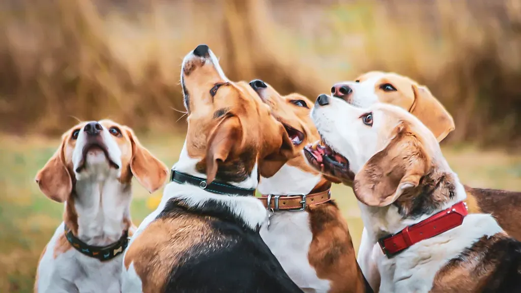 Beagle (frank.shepherd, Flickr, CC BY-SA 2.0)