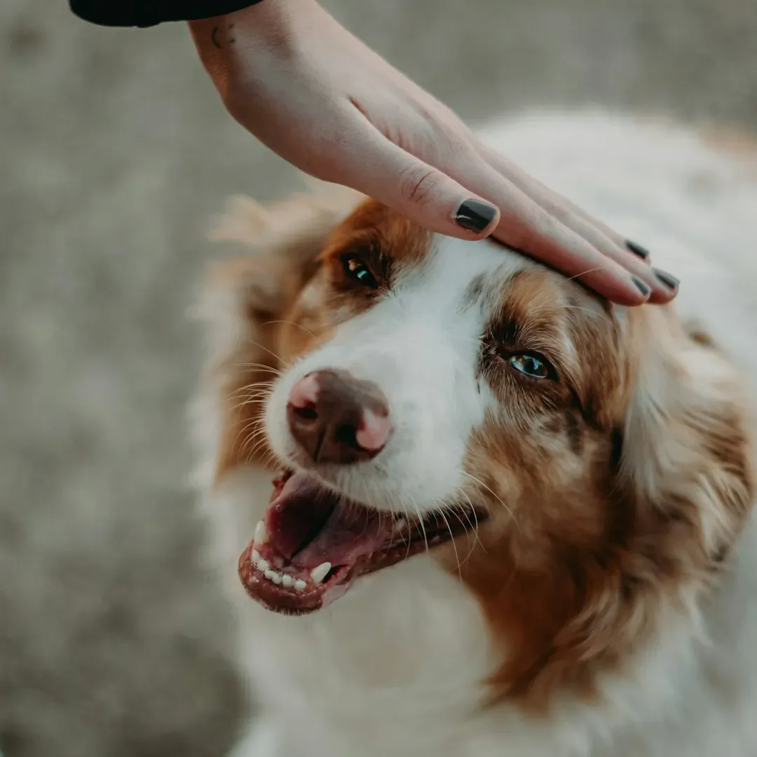 Reading Your Dog's Response to Touch (Image Credits: Unsplash)