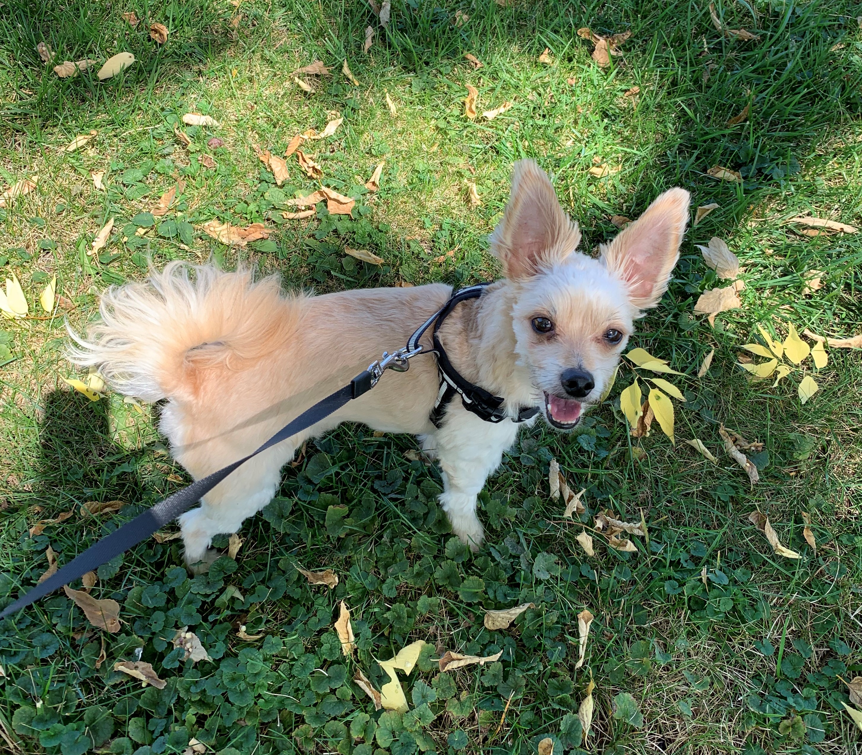 Their Walking Style is Loose and Bouncy (Image Credits: Wikimedia)