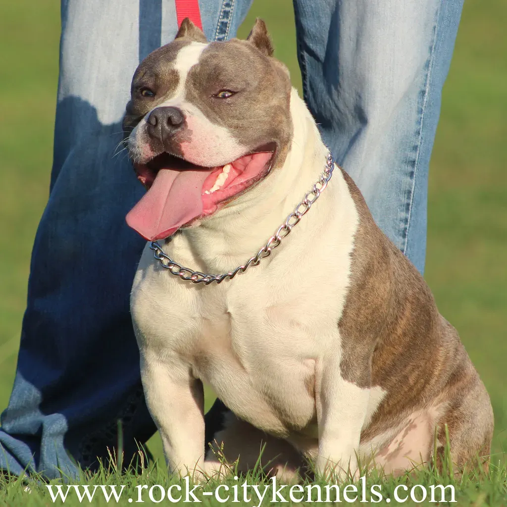 Their Affection Is Almost Embarrassingly Over the Top (Image Credits: Flickr)