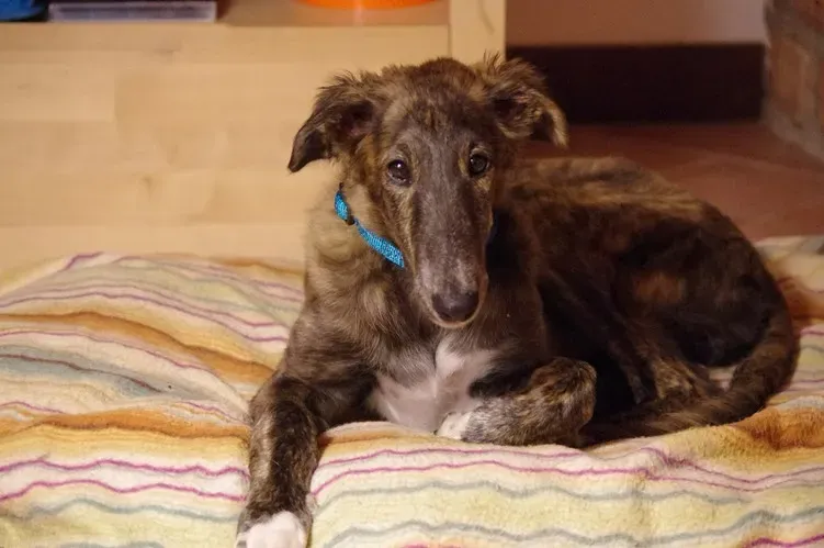 Borzoi: The Dignified Observer (Image Credits: Flickr)