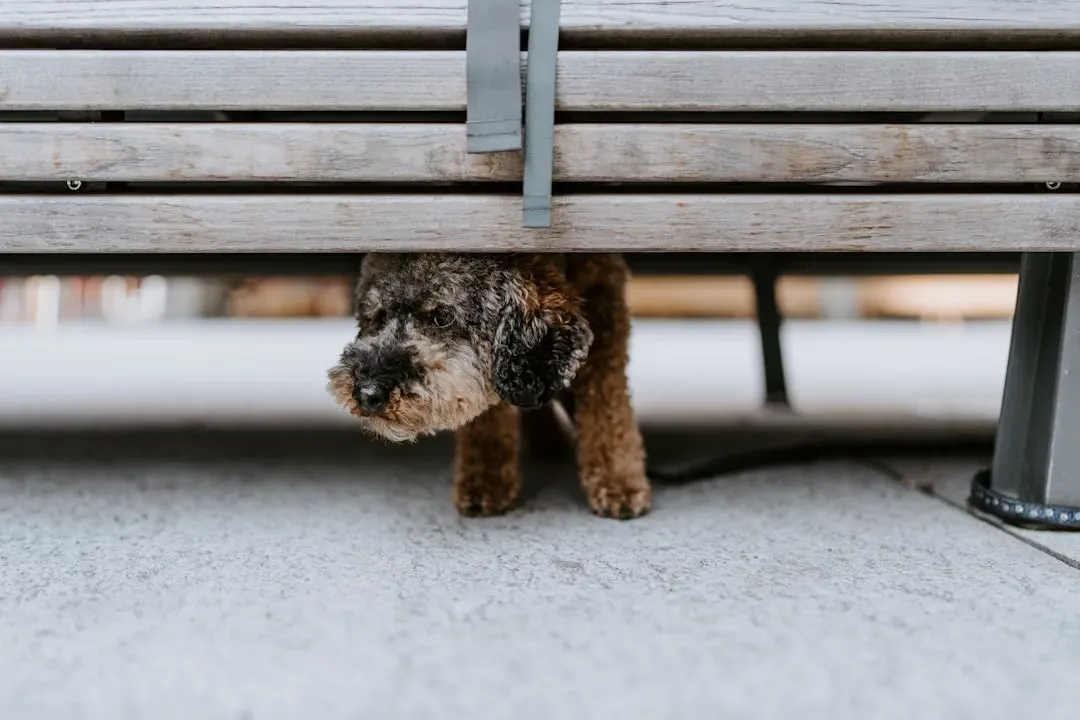 Who Dogs Seek Out When They’re Scared Or Stressed (Image Credits: Unsplash)