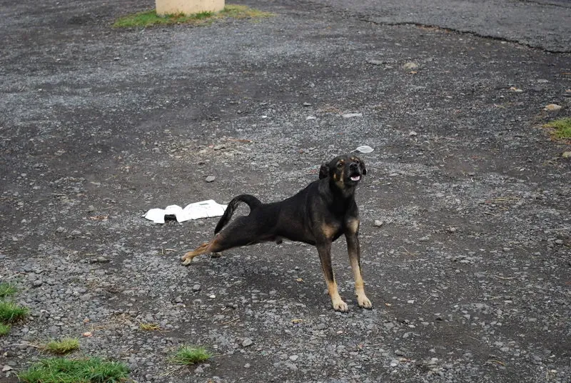 The Subtle Stiffness That Speaks Volumes (Image Credits: Flickr)