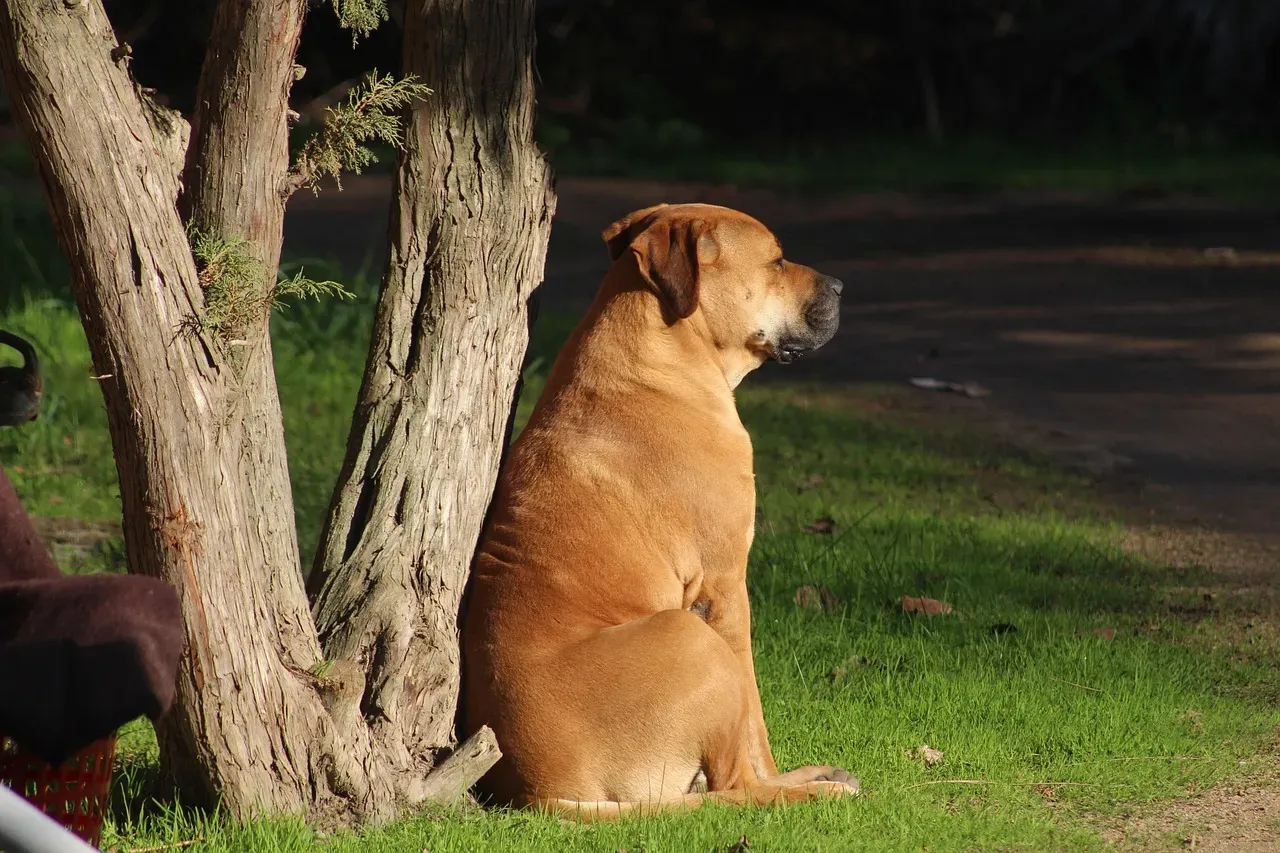 6. Bullmastiff: The Silent Sentinel With a Heart of Gold (Image Credits: Pixabay)
