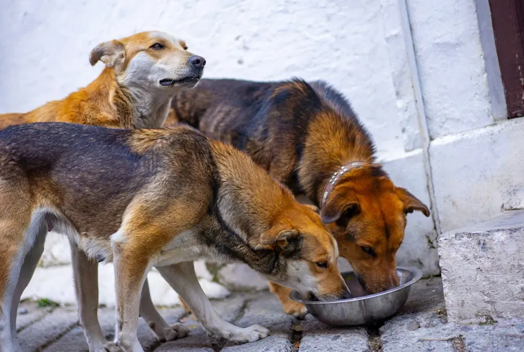 8. Feeding Both Dogs Side by Side (Image Credits: Unsplash)
