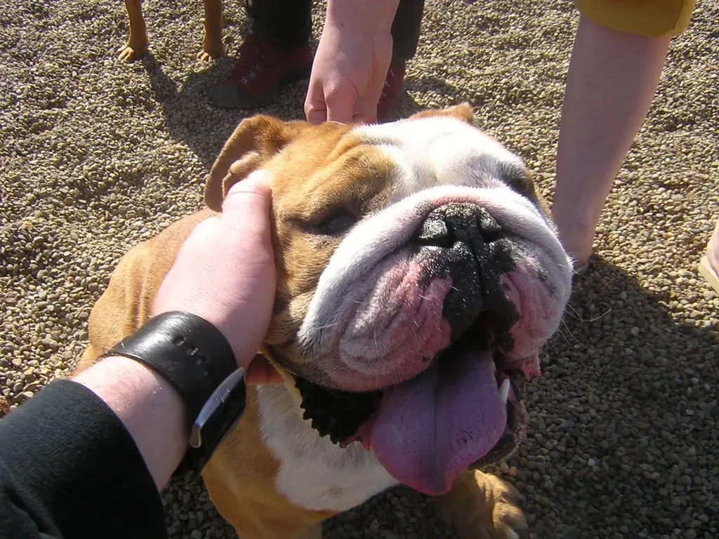 7. English Bulldog: Wrinkled, Wonderful, and Perpetually Moist (reynolds.james.e, Flickr, CC BY 2.0)