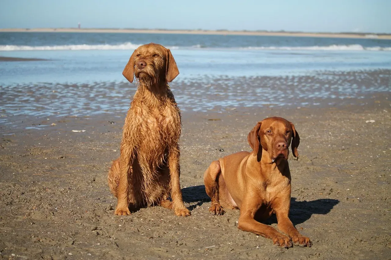 14. Labrador Mix / Vizsla: The Athletic Coastal Companion (Image Credits: Pixabay)