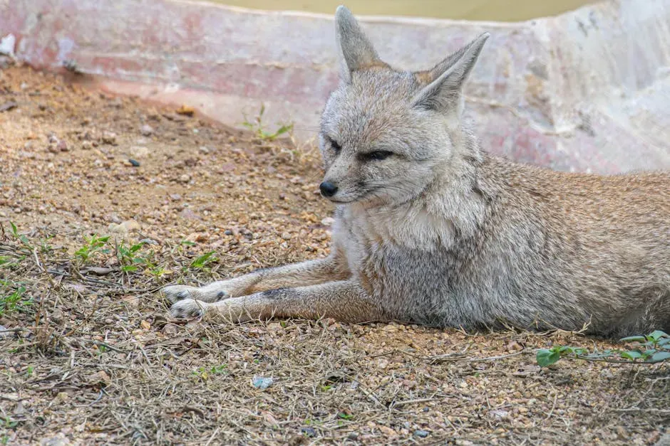 #6 Virgo (August 23 – September 22): The Bengal Fox (Image Credits: Pexels)